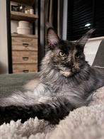Prachtig Maine Coon poesje van 1j2m oud, Dieren en Toebehoren, Kattenmanden, Ophalen, Zo goed als nieuw, Riet