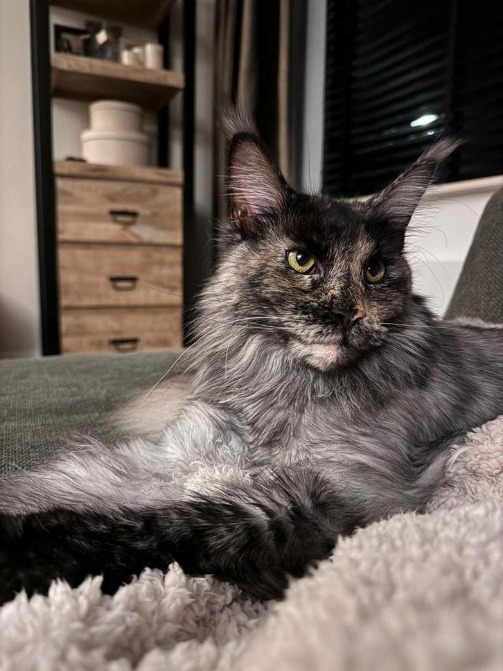 Prachtig Maine Coon poesje van 1j2m oud, Dieren en Toebehoren, Kattenmanden, Zo goed als nieuw, Riet, Ophalen