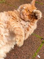 Vermist: Rode dikke lieve kater MainCoon Tegelen Kasteellaan, Kat