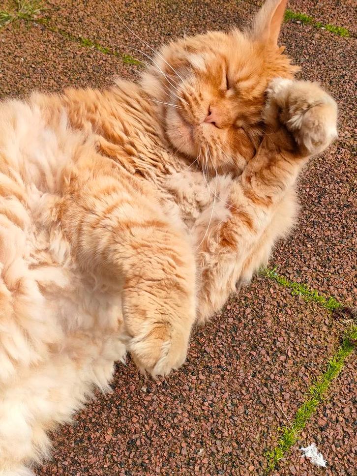 Vermist: Rode dikke lieve kater MainCoon Tegelen Update !, Dieren en Toebehoren, Vermiste en Gevonden Dieren, Kat