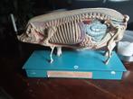 Anatomisch model varken, Antiek en Kunst, Ophalen