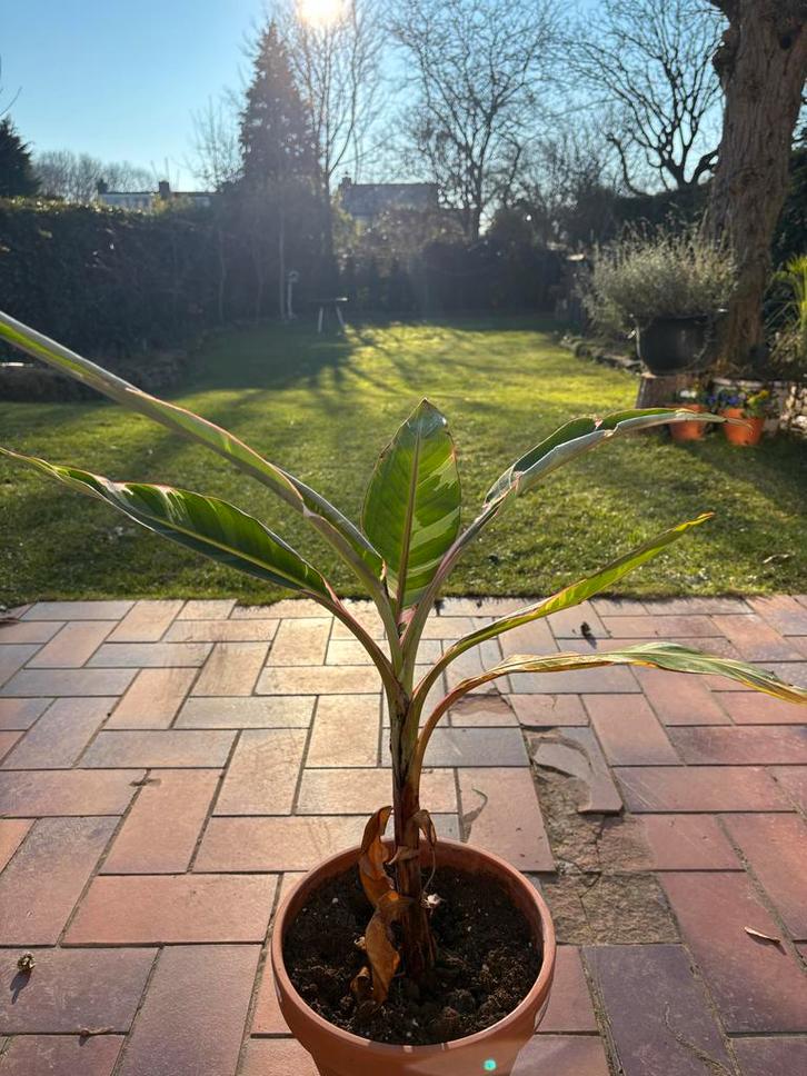 Musa Florida 'Bananenboom' in pot, Huis en Inrichting, Kamerplanten, Overige soorten, Minder dan 100 cm, Groene kamerplant, Volle zon