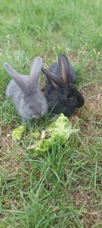 Duitse reuzen, Dieren en Toebehoren, Konijnen, Mannelijk, Groot