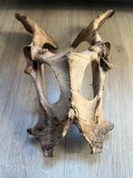 Echte Herten Schedel - Uniek Decoratieobject, Ophalen of Verzenden