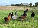 Prachtige jonge araucana kippen te koop gesekst en ingeënt, Dieren en Toebehoren, Pluimvee, Kip, Vrouwelijk
