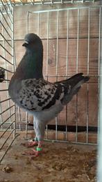 Duitse modena, Dieren en Toebehoren, Meerdere dieren, Overige soorten