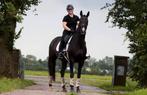 Stal vrij voor trainings of verkoop paard, Dieren en Toebehoren, Stalling en Weidegang, Stalling