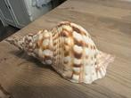 Grote Triton Hoorn Schelp, Ophalen of Verzenden, Gebruikt