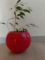 Ficus benjamini (treurwilg) in pot, Huis en Inrichting, Ophalen, Ficus, In pot, Minder dan 100 cm