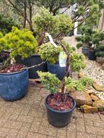 Juniperus Vormsnoei - Sierlijke Tuinplant, Bloeit niet, Overige soorten, 100 tot 250 cm, Ophalen
