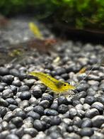 Amano / Japonica garnalen te koop – verschillende varianten, Dieren en Toebehoren, Vissen | Aquariumvissen, Kreeft, Krab of Garnaal