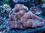 Lobophyllia Splitcolor! (Koraal), Dieren en Toebehoren, Overige typen