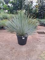 Yucca rostrata Pot maat 45 110 cm hoog, Tuin en Terras, Planten | Tuinplanten, Ophalen