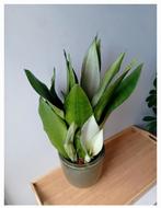 Sanseveria kamerplant 60cm, Huis en Inrichting, Kamerplanten, Ophalen, Overige soorten, Halfschaduw, In pot