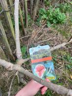 Vijgenboom gratis afhalen, Tuin en Terras, Planten | Bomen, Bloeit niet, Overige soorten, 100 tot 250 cm, Ophalen