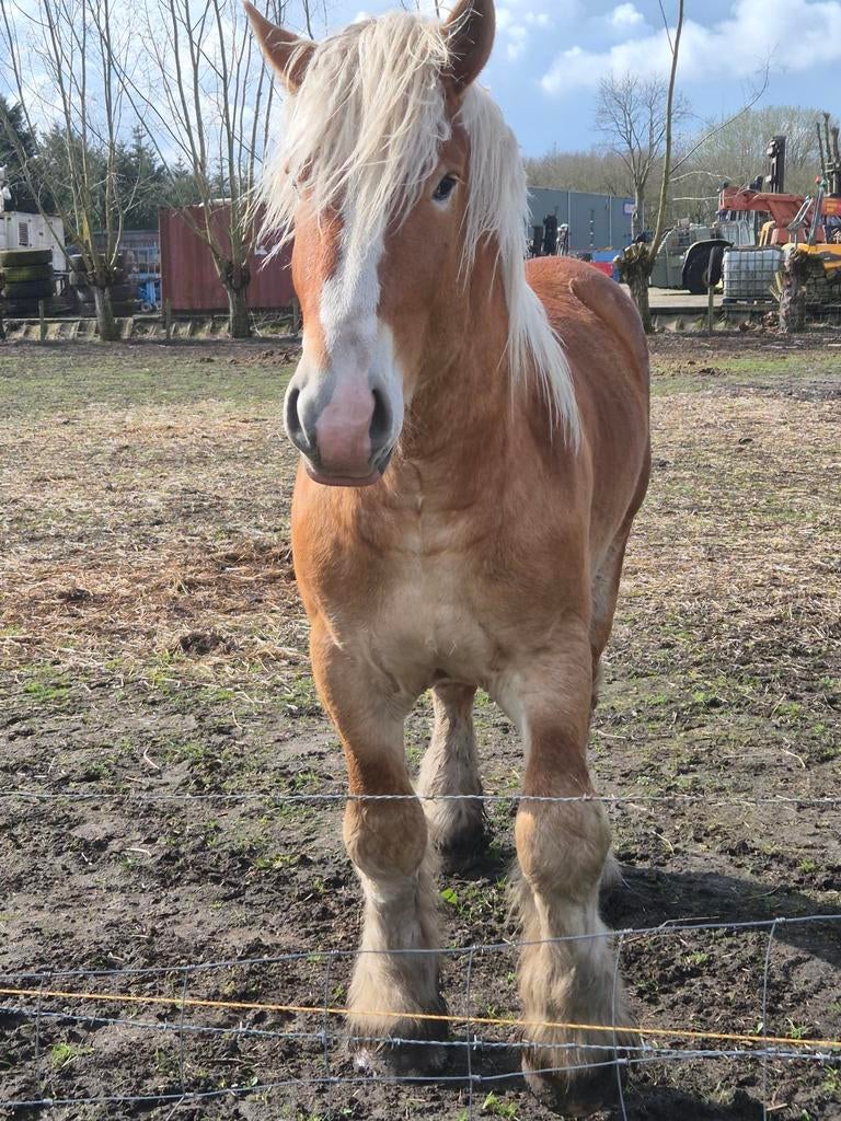 Trekpaard hengst, Dieren en Toebehoren, Paarden, Met stamboom, Niet van toepassing, Hengst, Tuigpaard