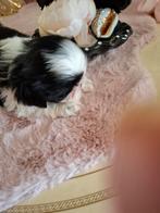 shih tzu pups moeder stamboom mogen het nest verlaten, HCC (leverziekte), Overige rassen, 8 tot 15 weken, Meerdere