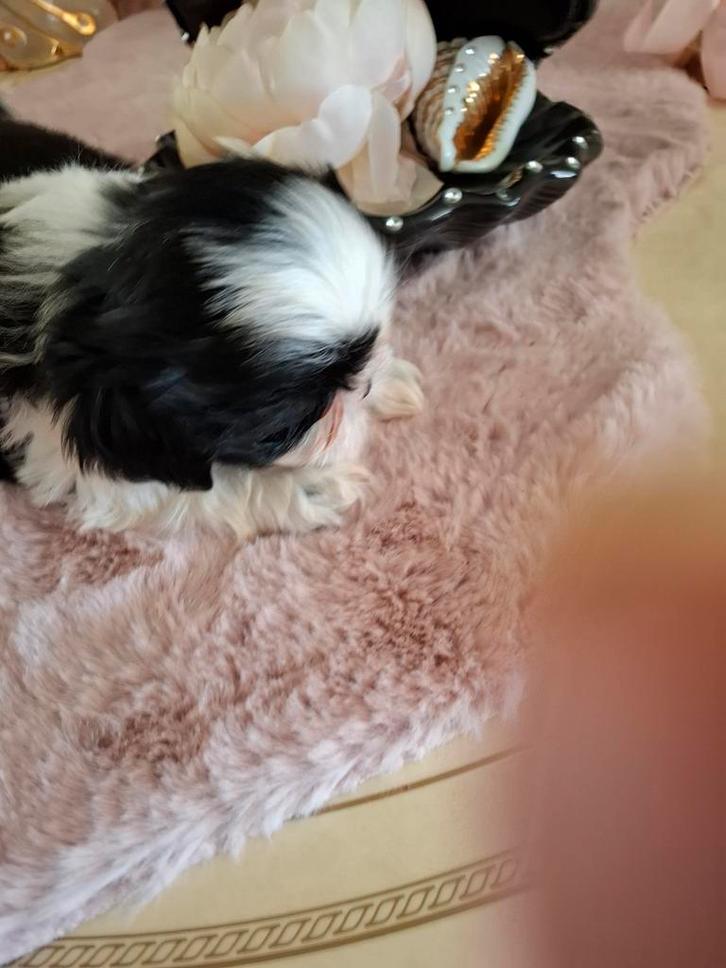 shih tzu pups moeder stamboom mogen het nest verlaten, Dieren en Toebehoren, Honden | Chihuahua's en Gezelschapshonden, Meerdere dieren