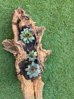 Stronk met vetplanten, Ophalen of Verzenden, Zo goed als nieuw