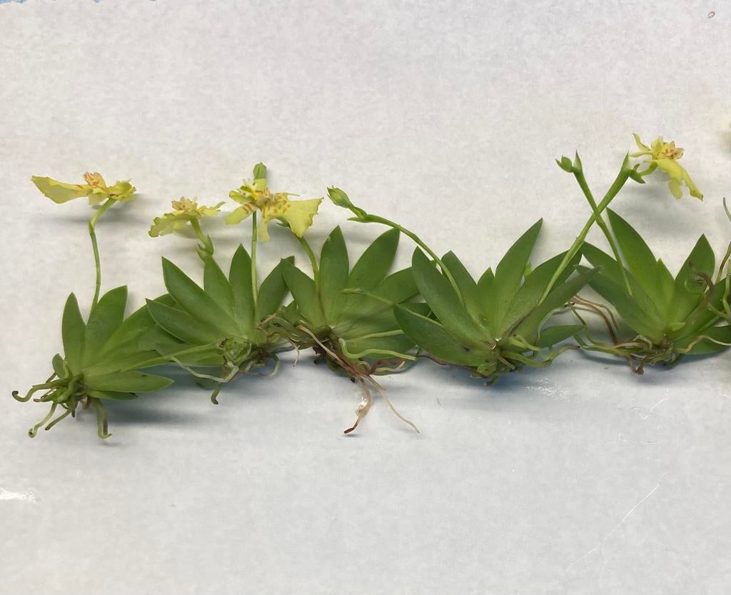 Erycina pusilla’s, Ophalen of Verzenden, Volle zon, Minder dan 100 cm