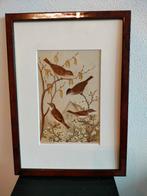 Chromolitho Litho A. Haase Praag Vogels Vogel Birds 1888, Ophalen of Verzenden