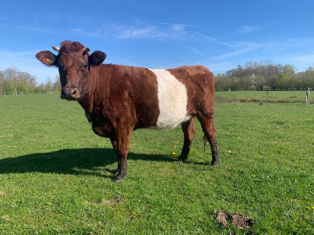 Lakenvelder vaars, Dieren en Toebehoren, Vrouwelijk