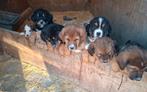 Te koop prachtige kruising Berner Sennen puppies, Nederland, Parvo, 8 tot 15 weken, Groot