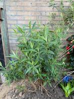 Vlinderstruik paarse bloemen Buddleja, Volle zon, Vaste plant, Zomer, Ophalen