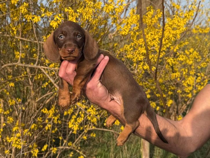 Te koop standaard teckel pups tekkel reu, Dieren en Toebehoren, Honden | Teckels en Dashonden, Reu, Korthaar, Standaard, Particulier