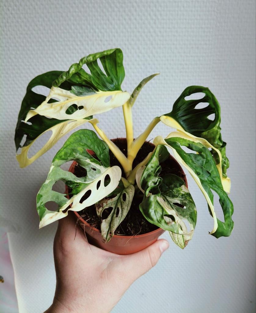 Monstera adansonii albo variegata halfmoon, Huis en Inrichting, Kamerplanten, Ophalen of Verzenden, Halfschaduw, Minder dan 100 cm