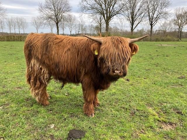 Twee Schotse Hooglanders, koe met kalf, Dieren en Toebehoren, Meerdere dieren, 7 tot 10 jaar