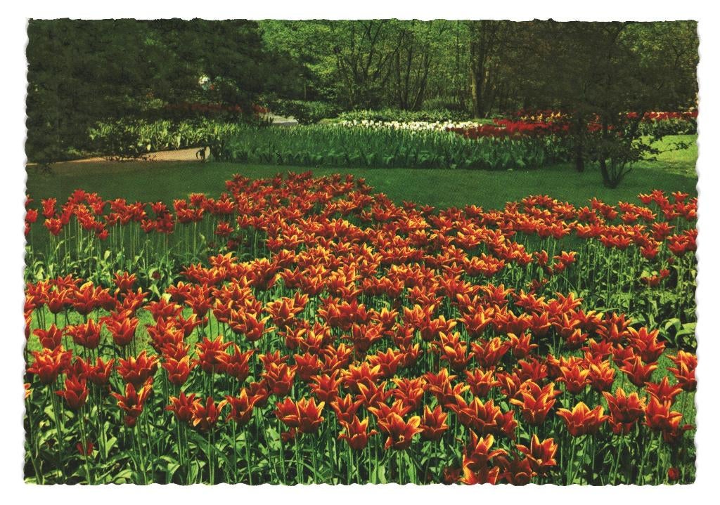 802198 Bloemenveld Jr 60 Mog Keukenhof Lisse Onbeschreven, Verzamelen, Ansichtkaarten | Nederland, Ongelopen, Zuid-Holland, 1960 tot 1980