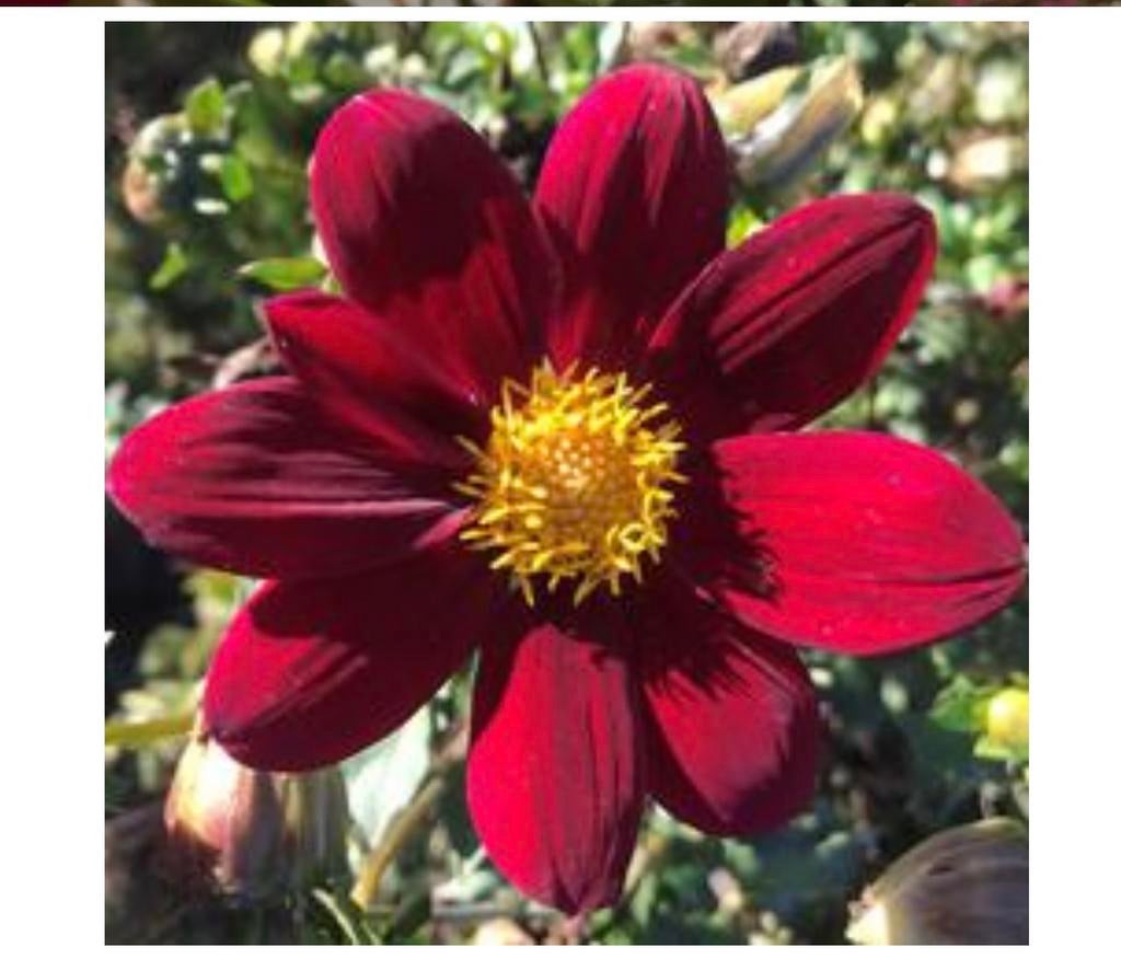 Dahlia zaailing knollen van vorig jaar, Tuin en Terras, Bloembollen en Zaden, Ophalen of Verzenden, Voorjaar, Volle zon, Knol