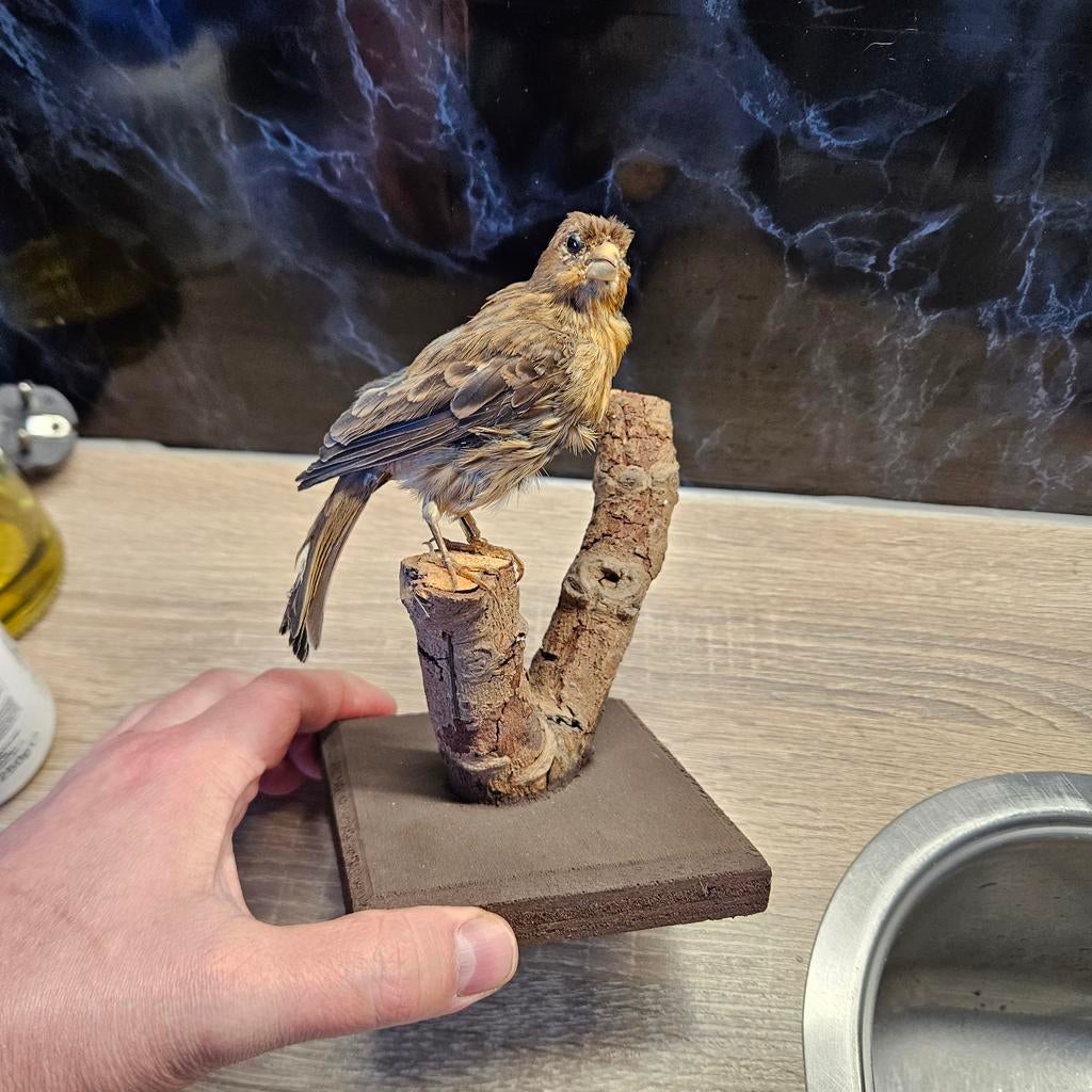 Opgezette vink opgezet taxidermie taxidermy geprepareerd, Ophalen of Verzenden, Vogel, Opgezet dier