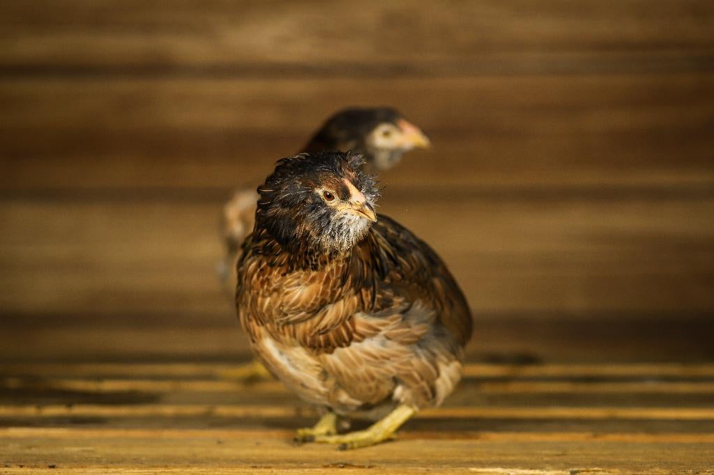 Araucana kippen | Speciale eieren | Passend advies, Dieren en Toebehoren, Pluimvee, Vrouwelijk, Kip
