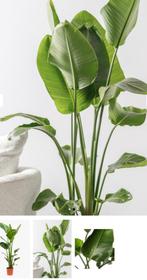 Op zoek naar gratis kamerplanten, Huis en Inrichting, Kamerplanten, Ophalen, Halfschaduw, Minder dan 100 cm