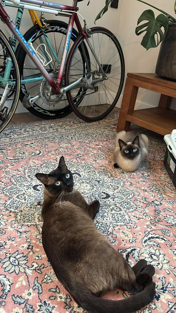 * “Siamesen kittens geboren, Dieren en Toebehoren, Geslacht onbekend, Kortharig, 0 tot 2 jaar