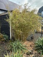 Bamboe, Tuin en Terras, Planten | Bomen, Ophalen, Bloeit niet, Halfschaduw, Overige soorten