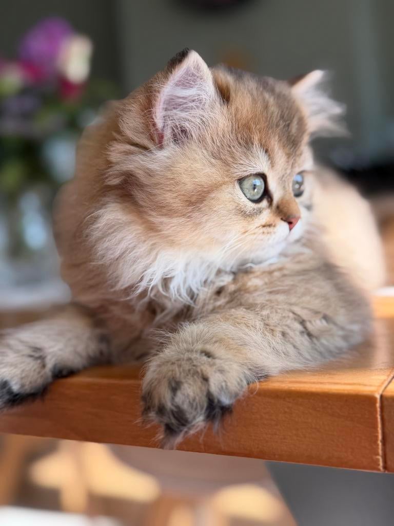 Britse langhaar poesje ( black golden), Dieren en Toebehoren, Poes