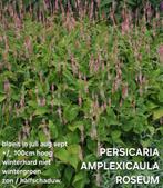 PERSICARIA AMPLEXICAULA ROSEUM, Ophalen, Minder dan 100 cm