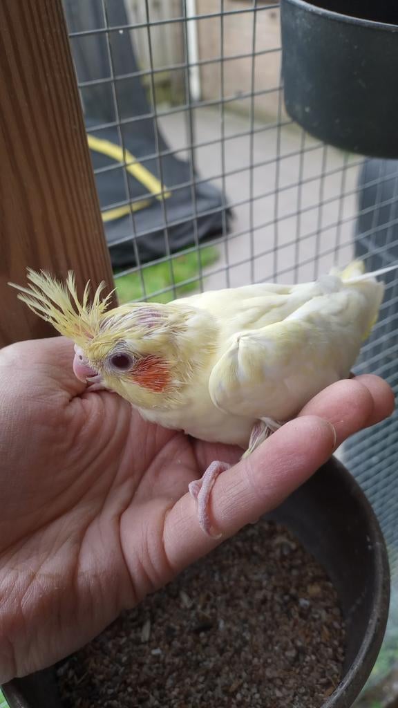 Jonge valkparkieten, Geslacht onbekend, Parkiet