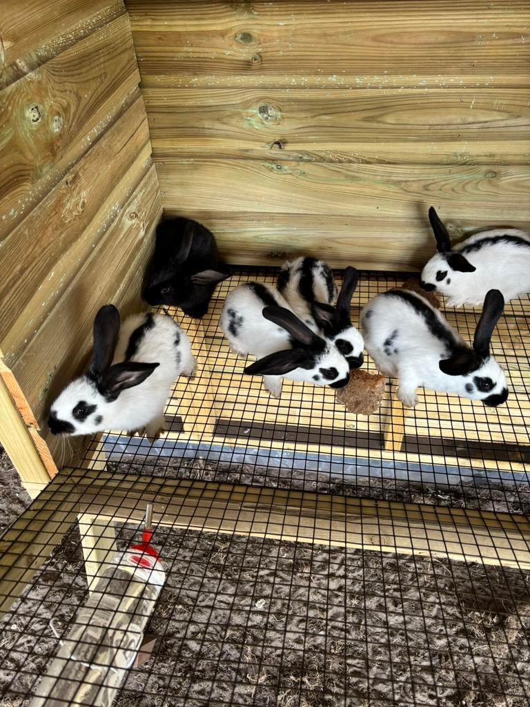 Jonge konijntjes lotharinger, Dieren en Toebehoren, Konijnen, Mannelijk, Middelgroot, 0 tot 2 jaar