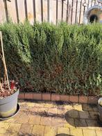 Jeneverbes plant, Tuin en Terras, Planten | Struiken en Hagen, Ophalen, Overige soorten, Struik, Minder dan 100 cm