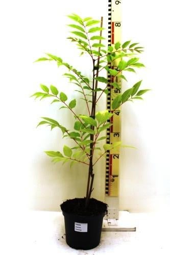 Toona sinensis Toona Maggieplant Uiensoepboom eetbaar nuttig, Ophalen of Verzenden, Overige soorten, Volle zon