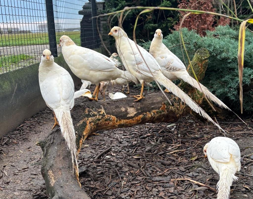 Peach Goudfazanten, Dieren en Toebehoren, Pluimvee, Meerdere dieren, Overige soorten