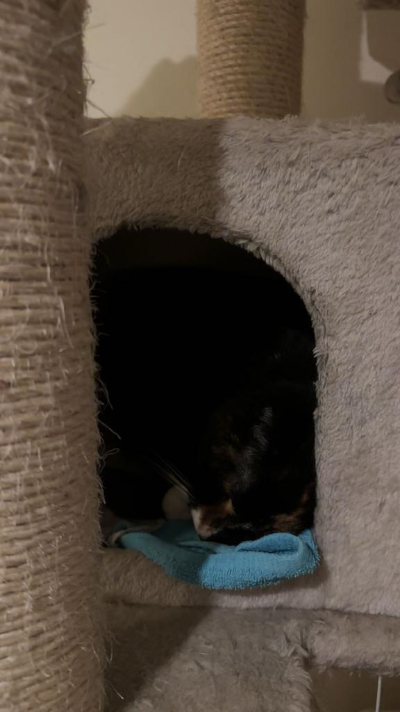 Spikles, Poes, Kortharig, 6 jaar of ouder