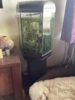 Aquarium met vissen, Dieren en Toebehoren, Ophalen, Grind, Zand of Voedingsbodem