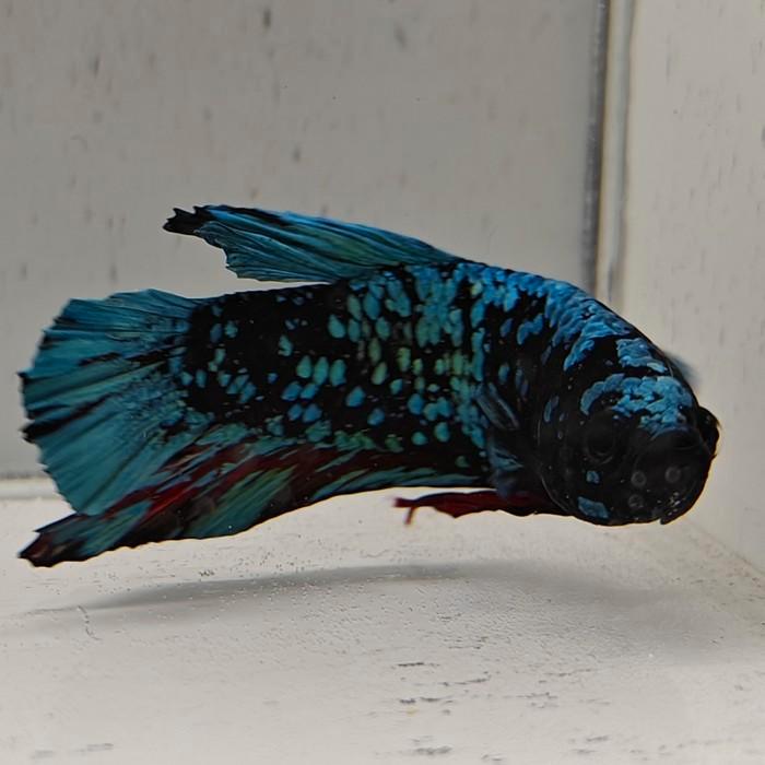 Betta splendens man 33, Dieren en Toebehoren, Vissen | Aquariumvissen, Vis