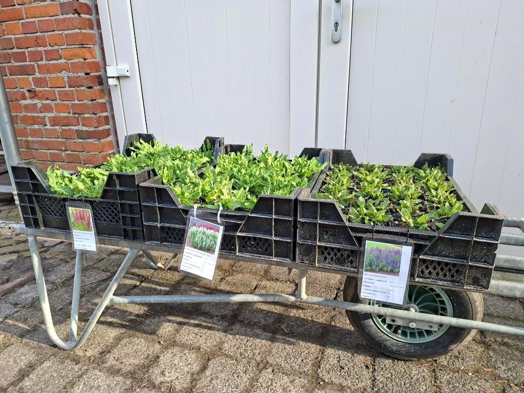 Mooie Salvia nemorosa soorten in pot!, Ophalen, Overige soorten, Volle zon