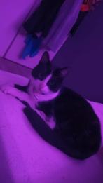 Minnie, Dieren en Toebehoren, Katten en Kittens | Overige Katten, Poes